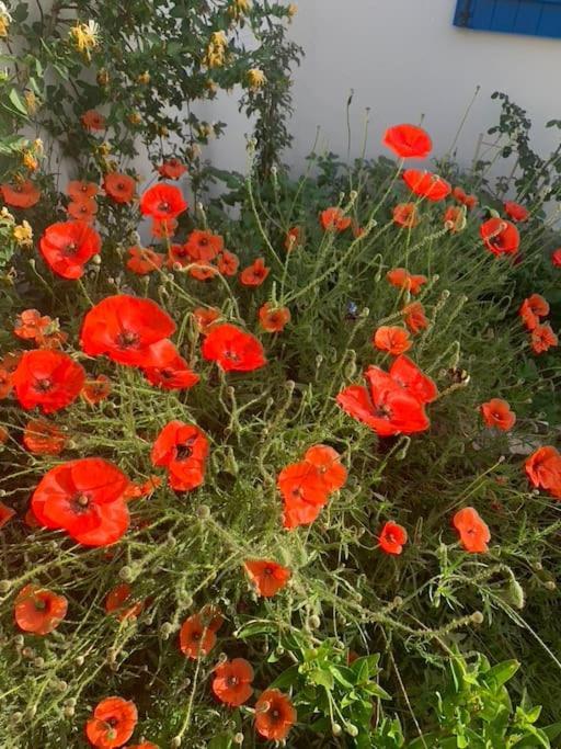 Maisonnette De Jardin Marseilles